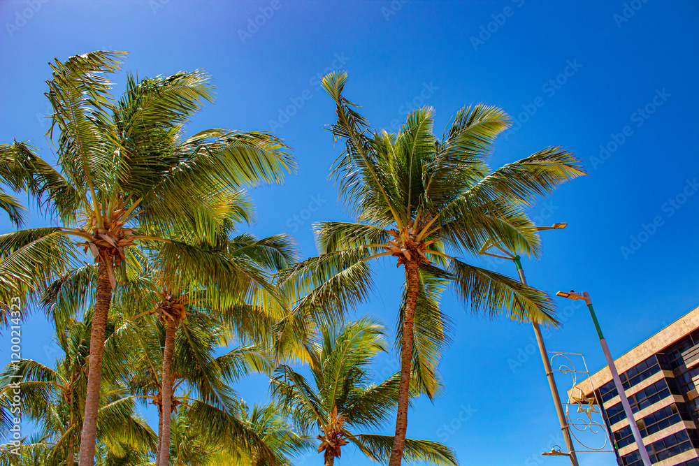 Fototapeta premium Brasil praia do nordeste Alagoas Maceió 
