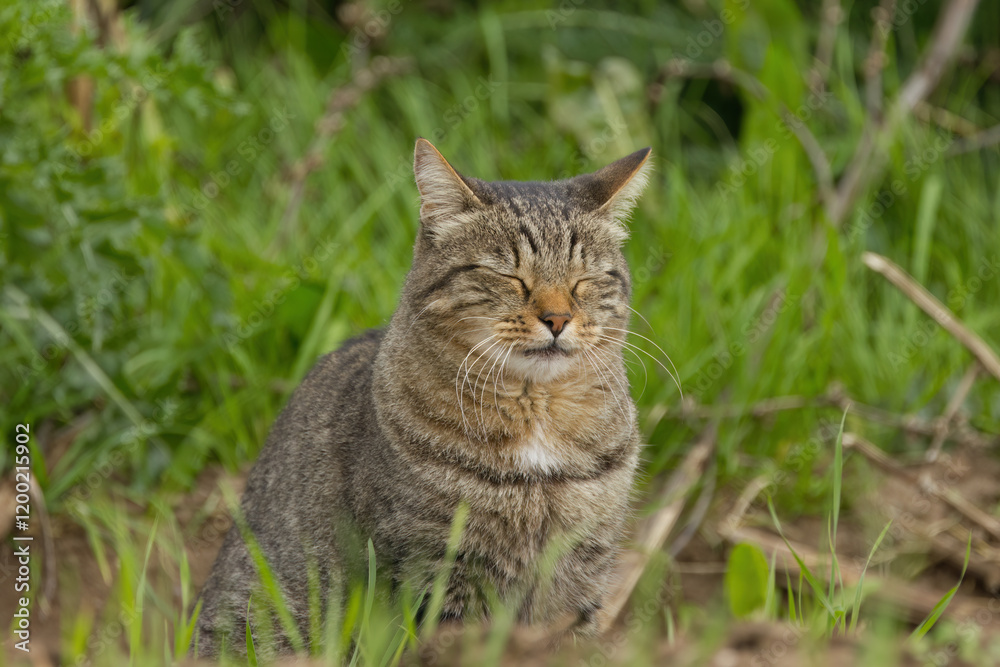 Tomcat sits on the meadow, tomcat with closed eyes, cat sits in the grass, sweet cat in the grass, cuddly cat on the meadow Tomcat sits on the meadow, tomcat with closed eyes, cat sits in the grass, sweet cat in the grass, cuddly cat on the meadow