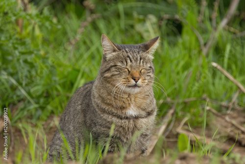 Tomcat sits on the meadow, tomcat with closed eyes, cat sits in the grass, sweet cat in the grass, cuddly cat on the meadow