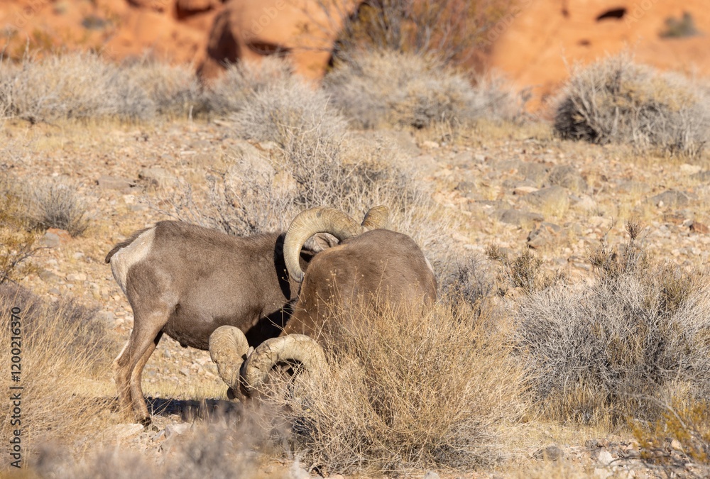 Obraz premium Desert Bighorn Sheep Rams in Winter in the Valley of Fire State Park Nevada