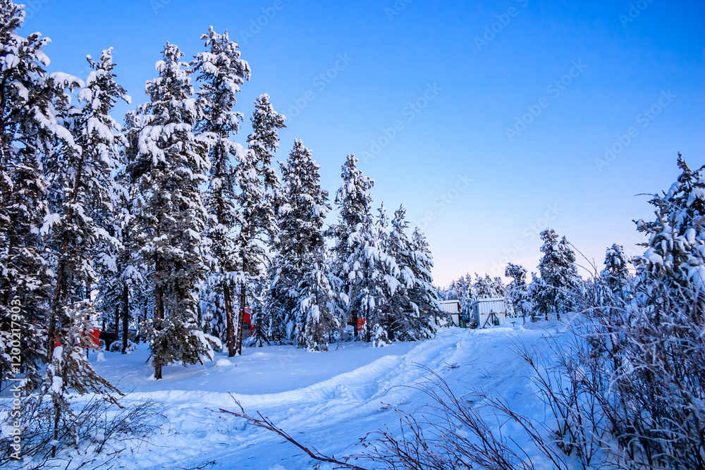 Fototapeta premium A snowy forest with a blue sky in the background
