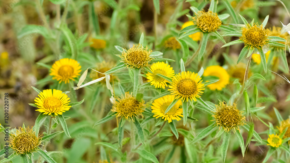 wild plants. self-growing yellow flowers in nature. wild plants. self-growing yellow flowers in nature.