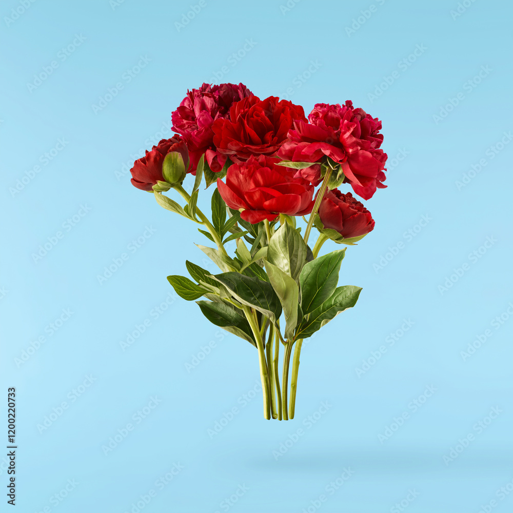 Obraz premium Beautiful Red Peony falling in the air isolated on blue background. High resolution. Zero gravity or levitation concept.