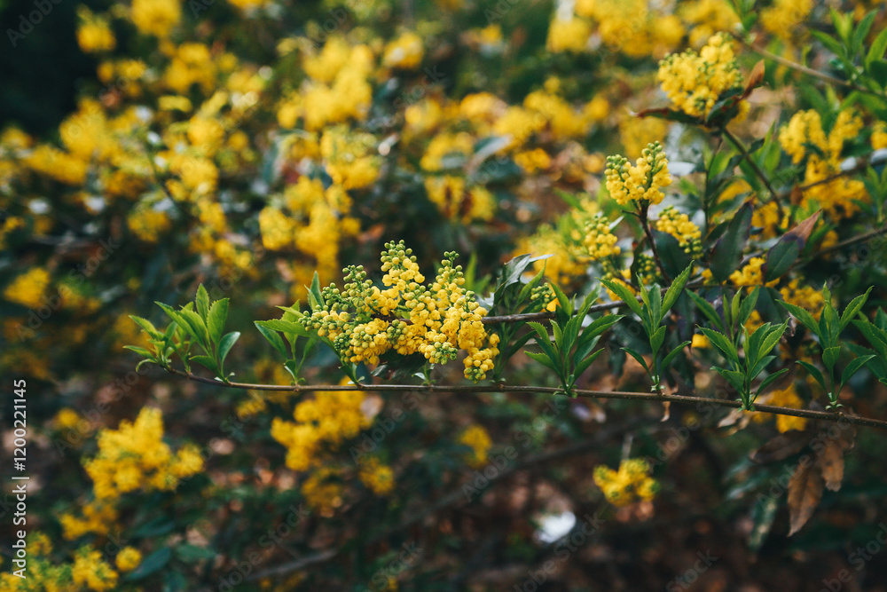 Fototapeta premium a bright bush with small yellow flowers