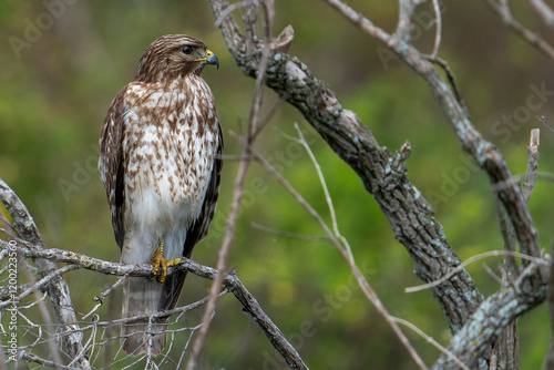  Red-Shouldered Hawk  photo