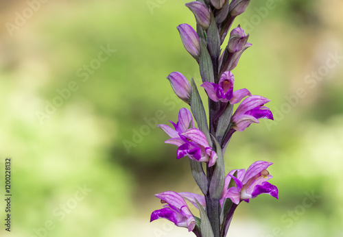 photographs of wild plants and wildflowers. photos of purple wild orchids. photo