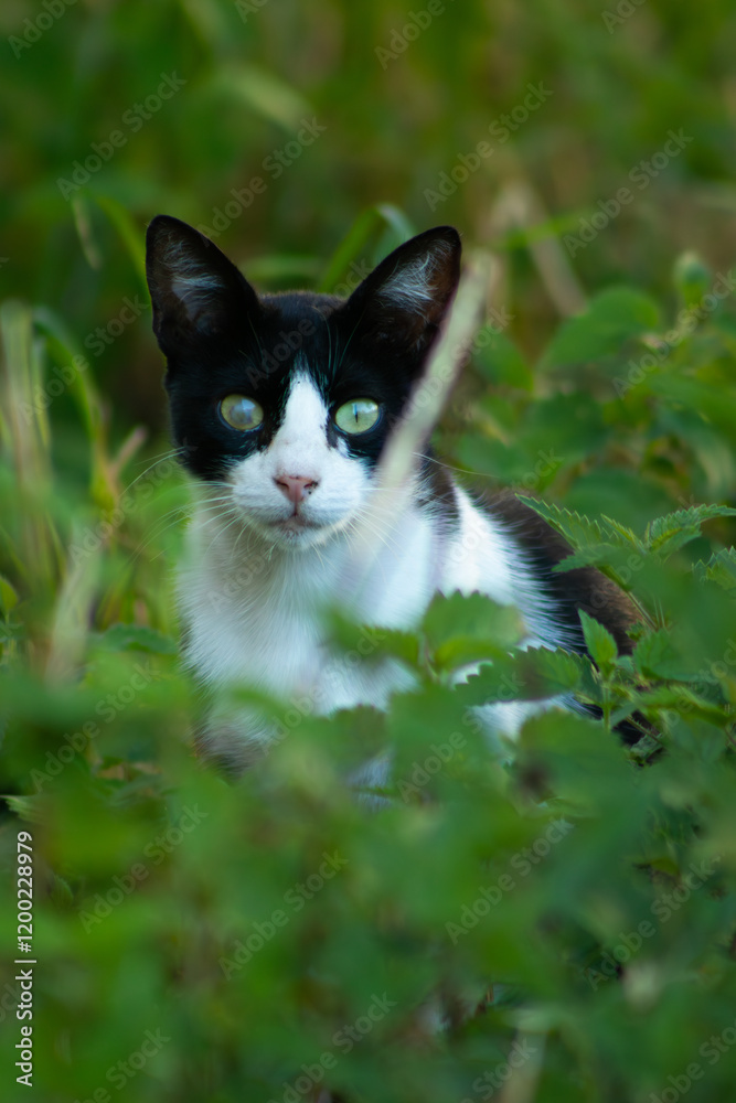Blind cat hiding in the green grass 1 Blind cat hiding in the green grass 1