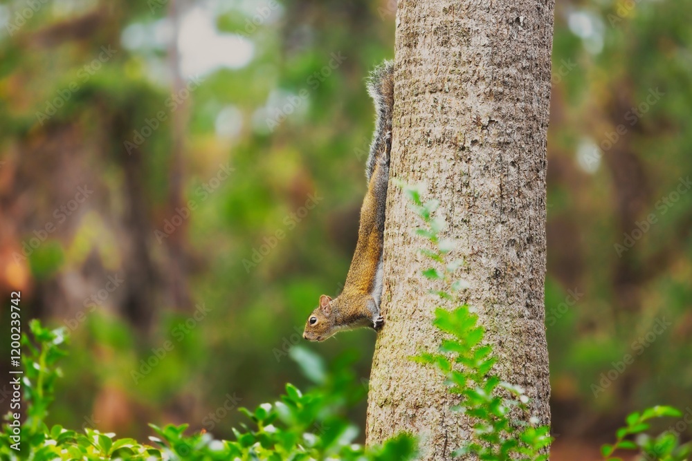Fototapeta premium Squirrel on the tree, Eastern gray squirrel, Sciurus carolinensis