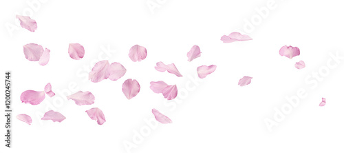 Fototapeta Naklejka Na Ścianę i Meble -  Beautiful pink petals of Sakura flower falling in the air, isolated on white background. Zero gravity or levitation spring flowers conception, high resolution image