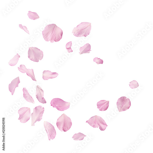 Beautiful pink petals of Sakura flower falling in the air, isolated on white background. Zero gravity or levitation spring flowers conception, high resolution image