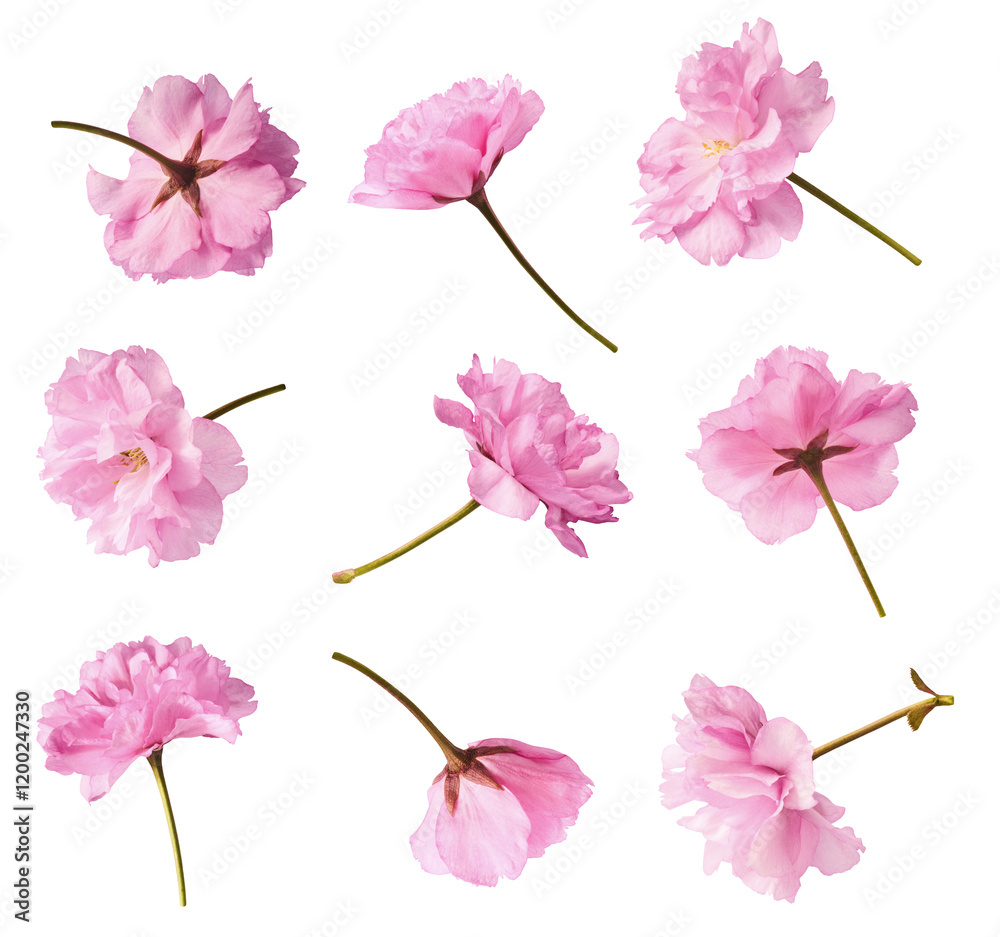 Obraz premium A creative set with Beautiful blooming of delicate pink Sakura flowers falling in the air, isolated on white background.
