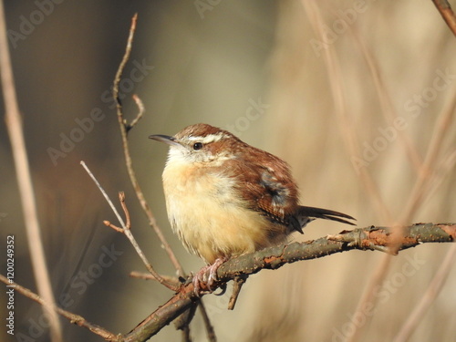 A Carolina wren perched on a branch, within the woodland forest of the Bombay Hook National Wildlife Refuge, Kent County, Delaware. photo