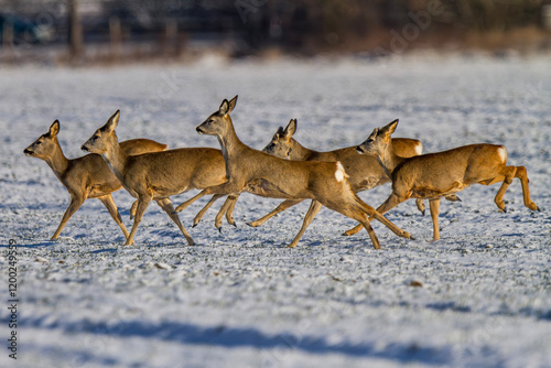 Fototapeta Naklejka Na Ścianę i Meble -  Sarna europejska, Roe deer (Capreolus capreolus)