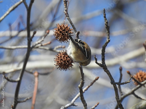 American goldfinch eating the seeds from within the dangling, spiky sweetgum balls. A favorite winter feast for these beautiful songbirds. Bombay Hook National Wildlife Refuge, Kent County, Delaware. photo