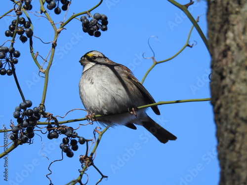 A white-throated sparrow perched on a branch within the woodland forest of the Bombay Hook National Wildlife Refuge, Kent County, Delaware.  photo