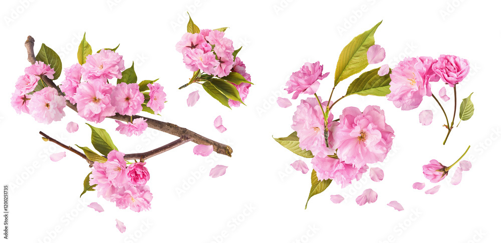 A creative set with Beautiful blooming of delicate pink Sakura flowers falling in the air, isolated on white background. A creative set with Beautiful blooming of delicate pink Sakura flowers falling in the air, isolated on white background.