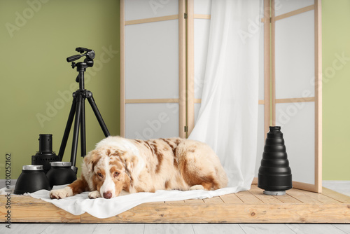 Australian Shepherd dog wit...