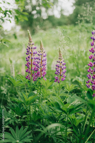 flowers in the garden