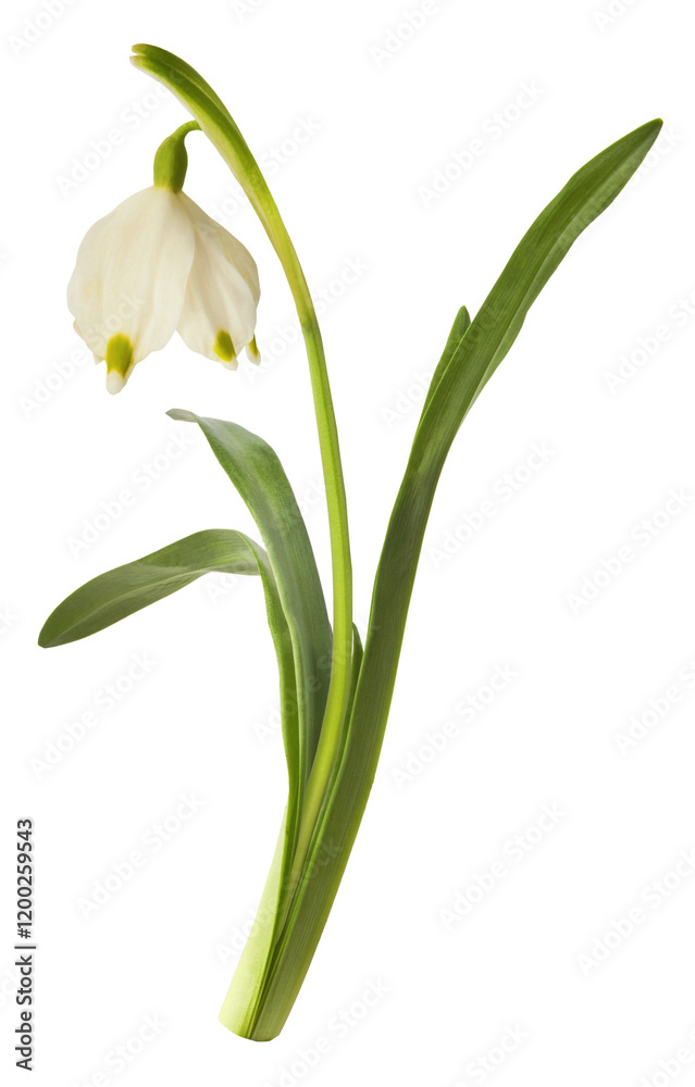 Beautiful Snowflake flower falling in the air isolated on white background. Zero gravity or levitation concept Beautiful Snowflake flower falling in the air isolated on white background. Zero gravity or levitation concept