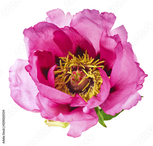 Beautiful Pink Suffruticosa Tree Peony falling in the air isolated on white background. High resolution, zero gravity or levitation concept. photo