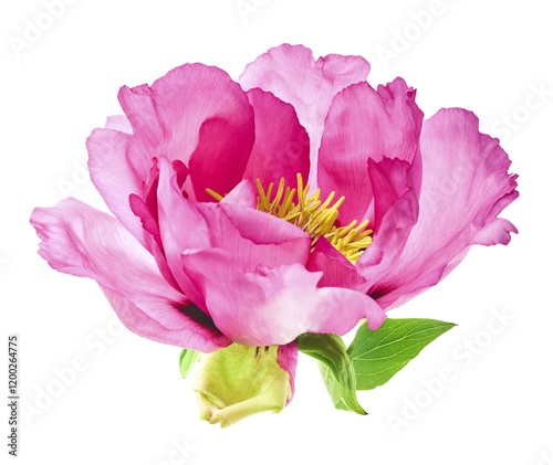 Beautiful Pink Suffruticosa Tree Peony falling in the air isolated on white background. High resolution, zero gravity or levitation concept. photo