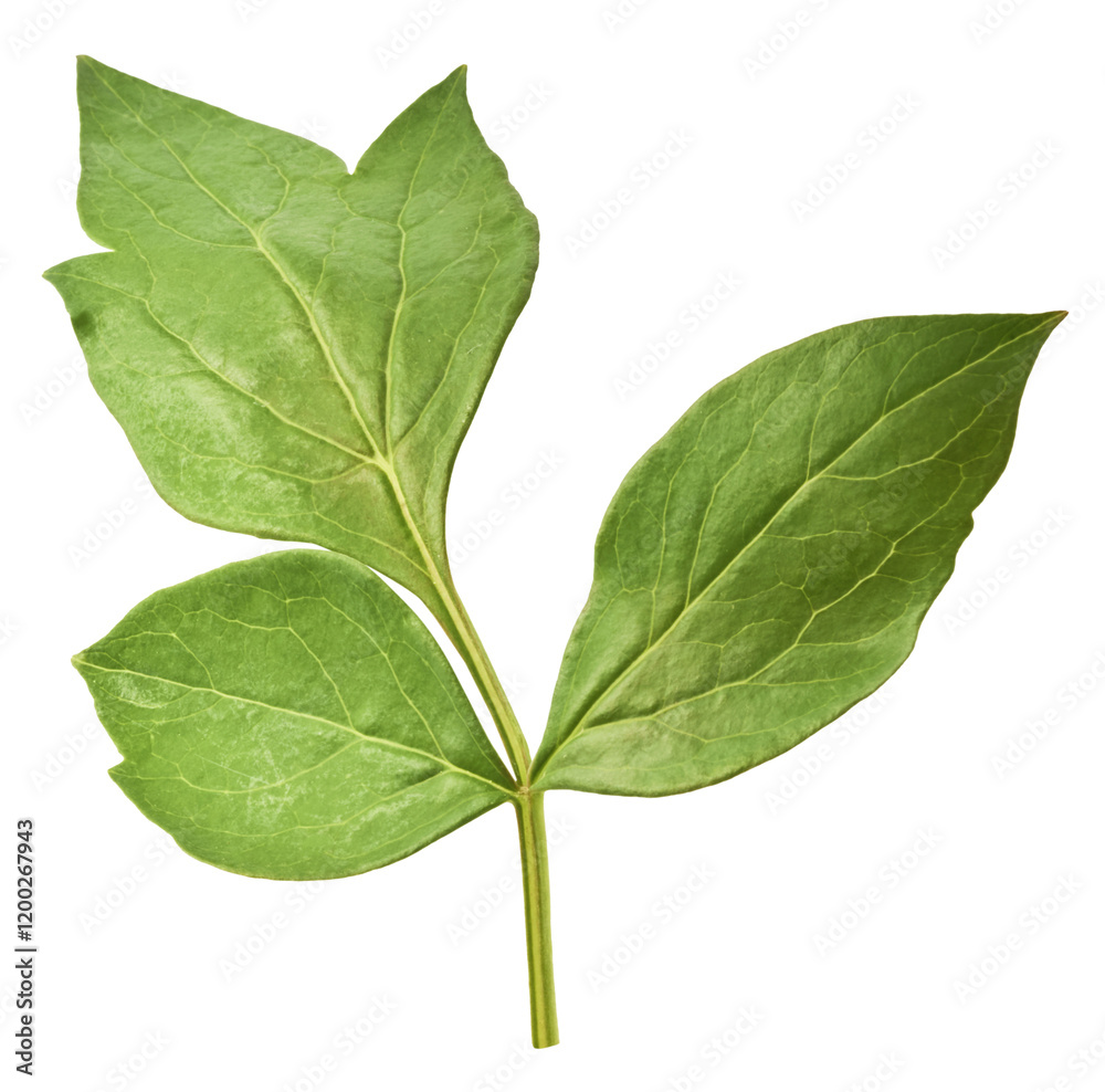 Fototapeta premium Beautiful leaves of Tree Peony falling in the air isolated on white background. High resolution, zero gravity or levitation concept.