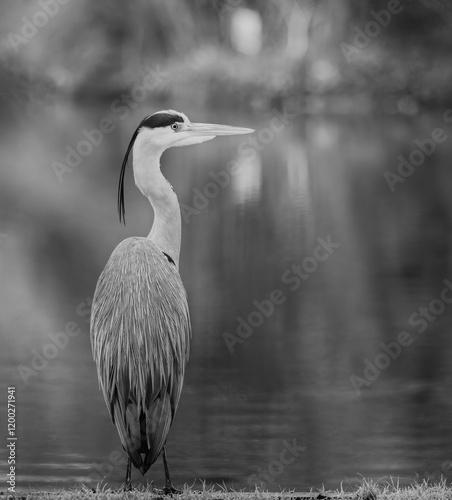 Close up of a Grey Heron on waters edge with soft diffused background in black & white. photo