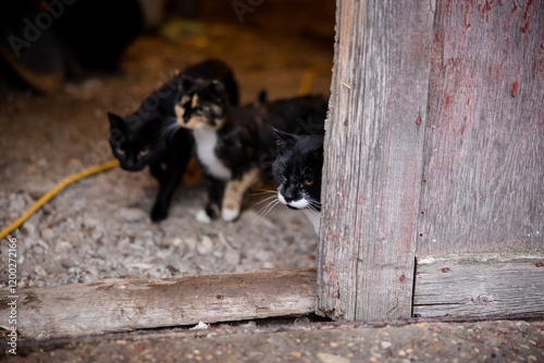 Farm cats sitting in a barn