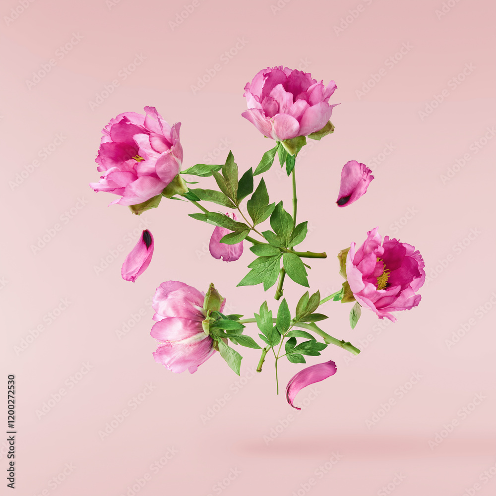 Fototapeta premium Beautiful Pink Suffruticosa Tree Peony falling in the air isolated on pink background. High resolution, zero gravity or levitation concept.