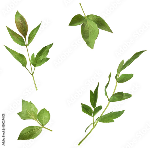 Beautiful leaves of Tree Peony falling in the air isolated on white background. High resolution, zero gravity or levitation concept. photo