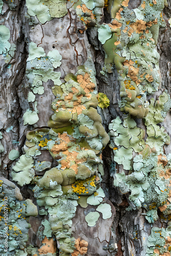 Nature's Tapestry: Captivating Close-Up of Lichen on Tree Bark, Showcasing Symbiosis and Ecological Significance photo