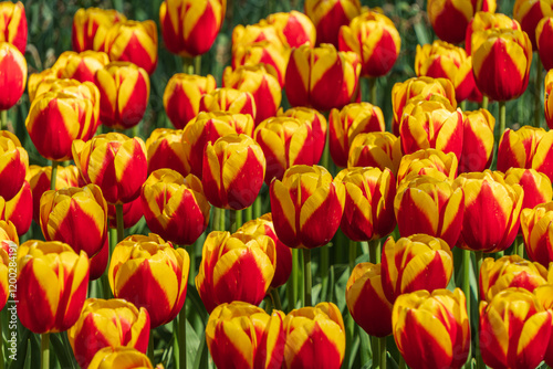 Tulips with yellow and red petals.