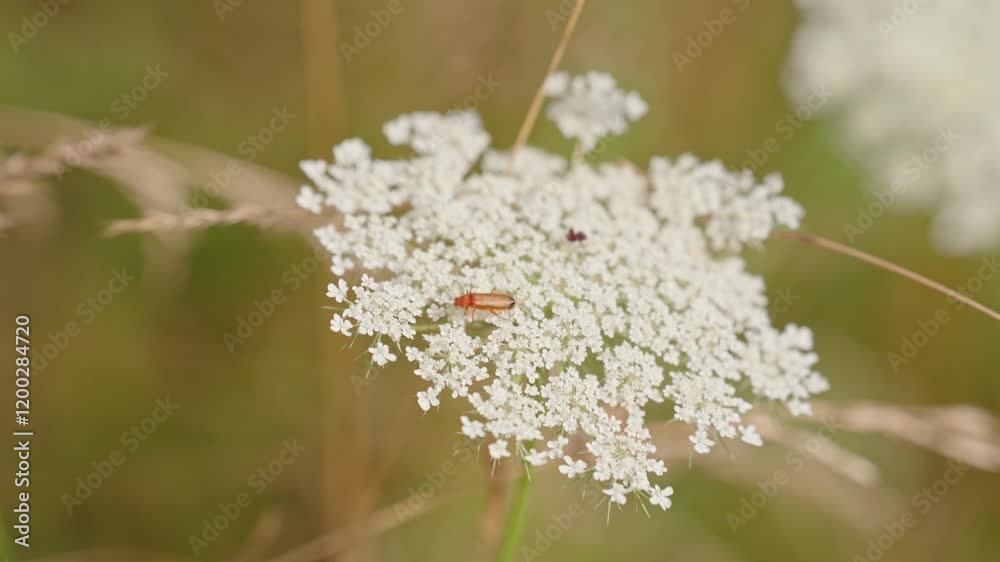 A white flower with a bug on it. The bug is on the flower and is not visible in the background