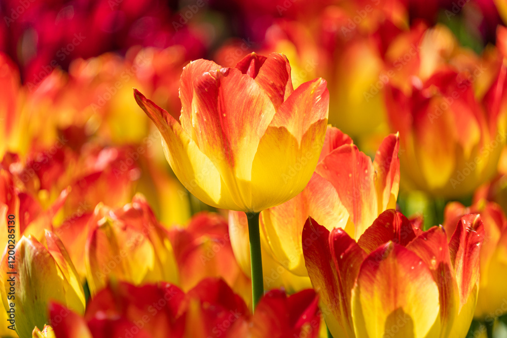 Fototapeta premium Red and yellow petaled tulips are blooming.