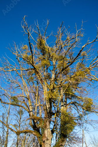 L’Arbre et le Gui , Entre Parasite et Symbiose Poétique photo