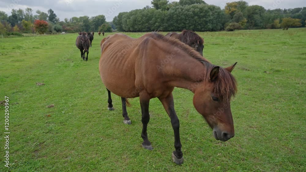 A brown horse is standing in a lush green field, surrounded by trees and a cloudy sky. The scene is serene and tranquil, with the horse appearing to be enjoying its time in the open space A brown horse is standing in a lush green field, surrounded by trees and a cloudy sky. The scene is serene and tranquil, with the horse appearing to be enjoying its time in the open space