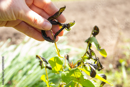 young shoot damaged by spring frosts. Death of plants from frost