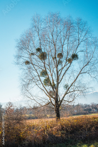 L’Arbre et le Gui , Entre Parasite et Symbiose Poétique photo