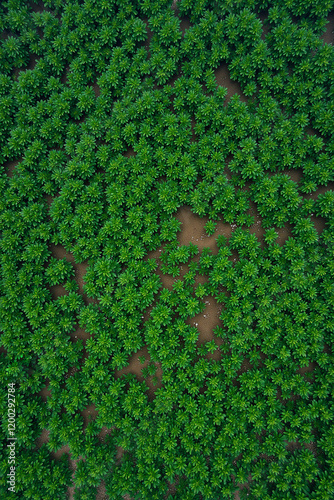 Aerial view of forrest trees