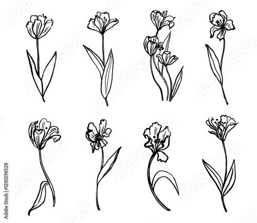 Hand drawn set with tulips. Flowers ink sketch with spring flowers. Vector illustration on isolated background. Doodle with blooming plants in line art style for festive design, print, paper, flyer