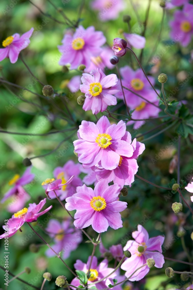 Vivid pink Japanese anemone blossoms featuring golden centers, nestled amidst lush green leaves. Vivid pink Japanese anemone blossoms featuring golden centers, nestled amidst lush green leaves.