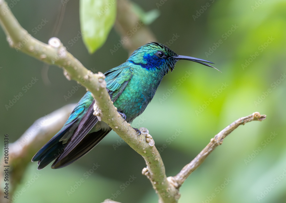 Obraz premium Portrait of a Mexican violetear hummingbird perched on a tree branch.