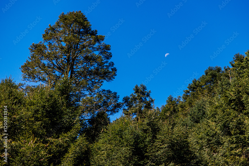 trees and blue sky and moon