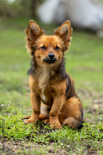 A stray dog ​​sitting on the grass. Animal life. Pet Lover. Dog Lover