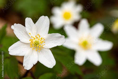 A close-up of a white flower with vibrant yellow stamens, surrounded by a blurred green background and additional flowers