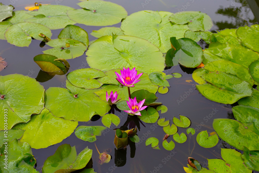 Beautiful water lily. Lotus flower with green leaves Beautiful water lily. Lotus flower with green leaves