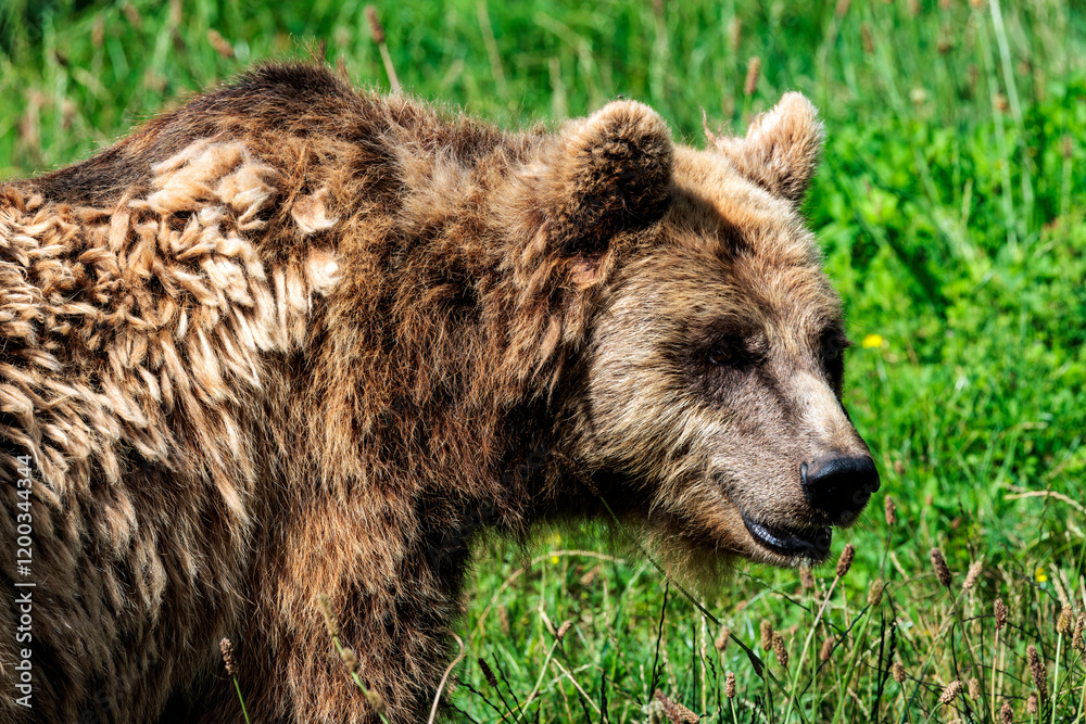 Braunbär Seitenportrait Braunbär Seitenportrait