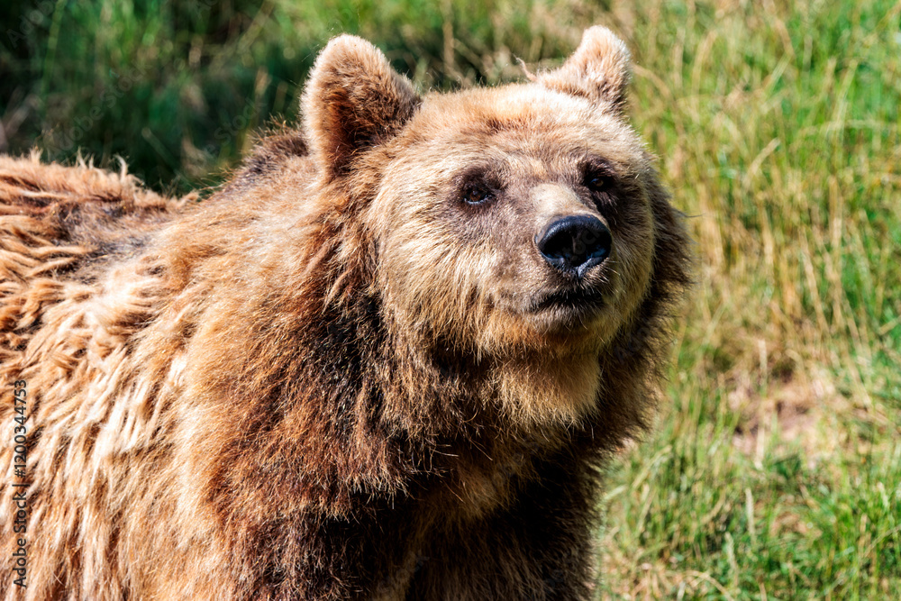 Braunbär riecht