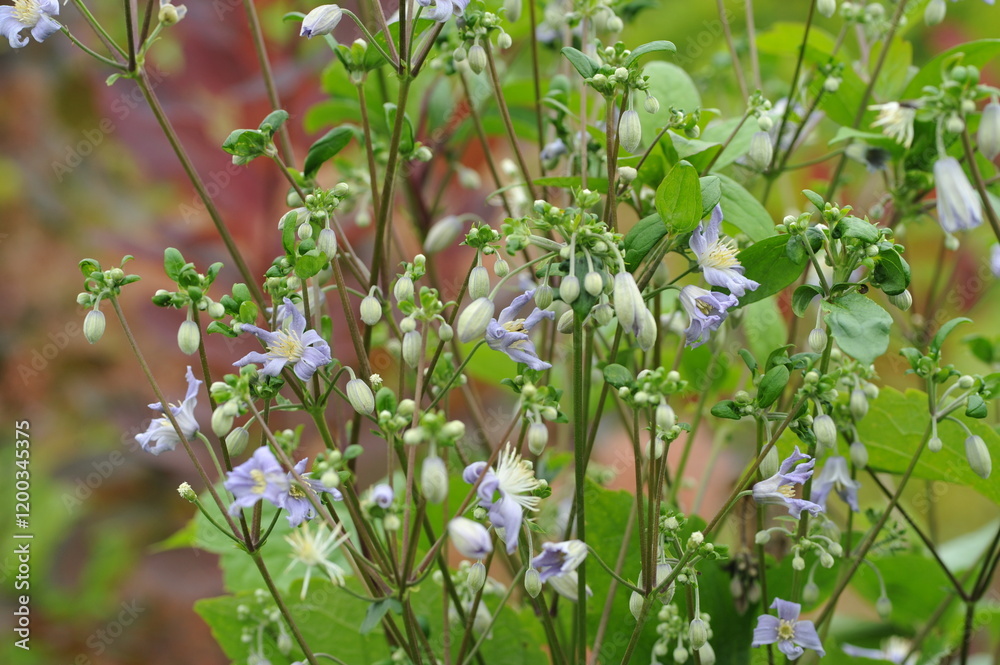 Interesting plants in the garden Interesting plants in the garden