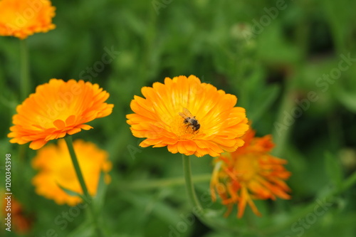 Orange calendula flowers in the garden